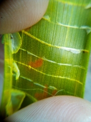 Eleocharis sphacelata