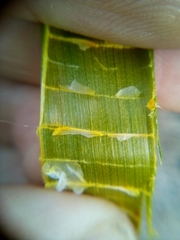 Eleocharis sphacelata