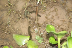 Helicops leopardinus