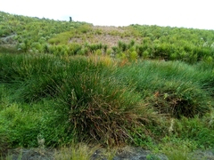 Eleocharis sphacelata