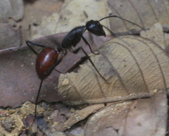 Dinomyrmex gigas