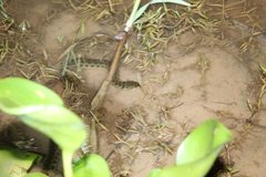 Helicops leopardinus