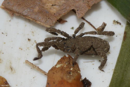 Anelasmocephalus cambridgei
