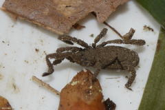 Anelasmocephalus cambridgei