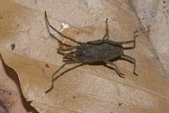 Trogulus nepaeformis