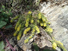 Thymelaea ruizii