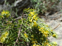 Thymelaea ruizii