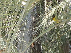 Ploceus cucullatus