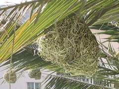 Ploceus cucullatus