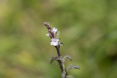 Verbena officinalis