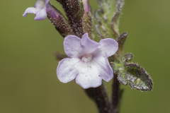 Verbena officinalis