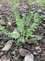 Ornithopus perpusillus