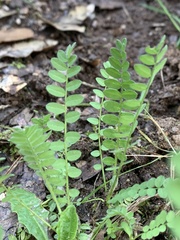 Ornithopus perpusillus