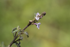 Verbena officinalis