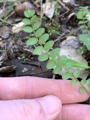 Ornithopus perpusillus