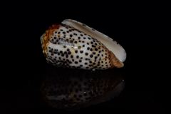 Conus pulicarius