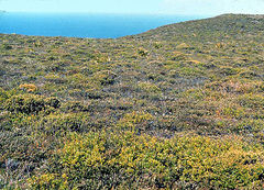 Veronica ligustrifolia