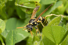 Polistes