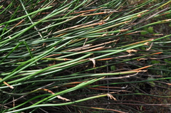 Eleocharis sphacelata