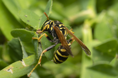 Polistes