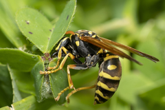 Polistes