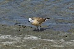 Charadrius marginatus