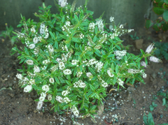Veronica ligustrifolia