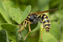 Polistes