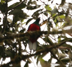 Pharomachrus antisianus