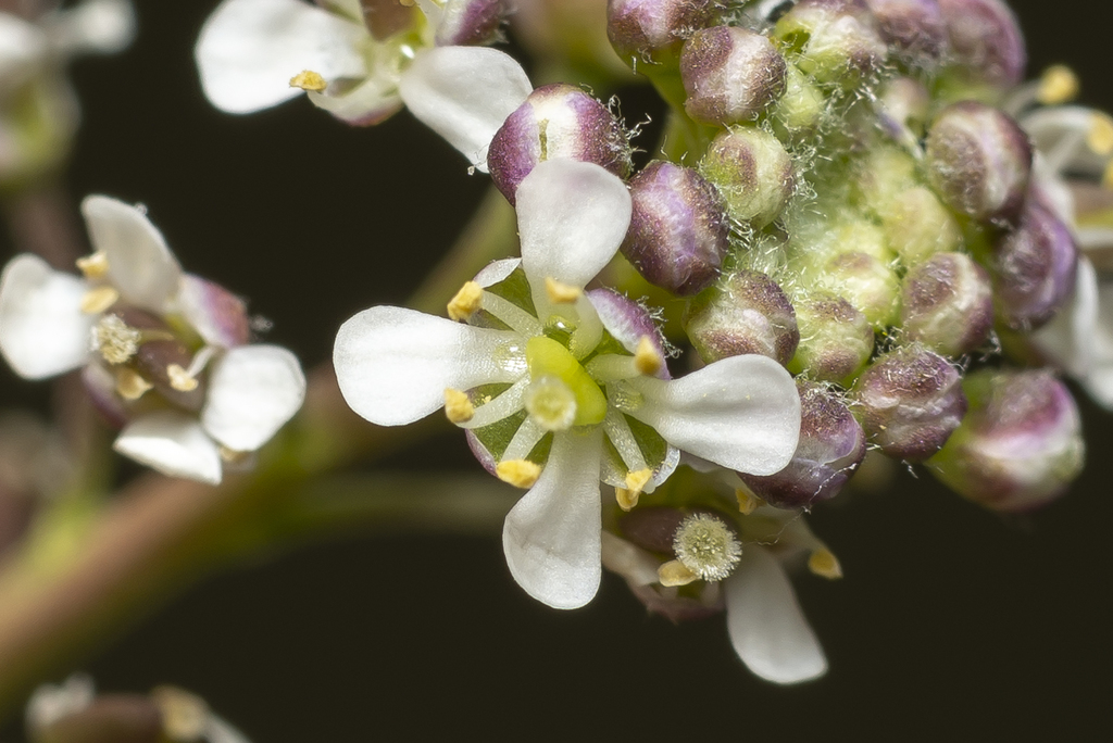 Grassleaf pepperweed (Lepidium graminifolium)