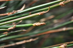 Eleocharis sphacelata