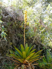 Cipuropsis hospitalis