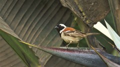 Passer melanurus damarensis