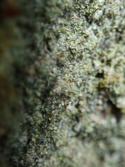 Chaenotheca trichialis