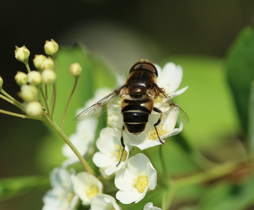 Eristalis obscura