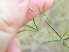 Zornia linearis