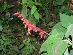 Salvia libanensis