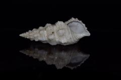 Cerithium columna