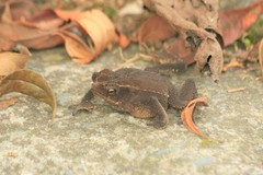 Rhinella margaritifera