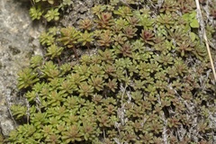 Sedum litoreum