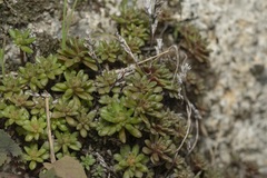 Sedum litoreum