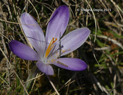 Crocus neapolitanus