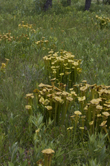 Sarracenia flava