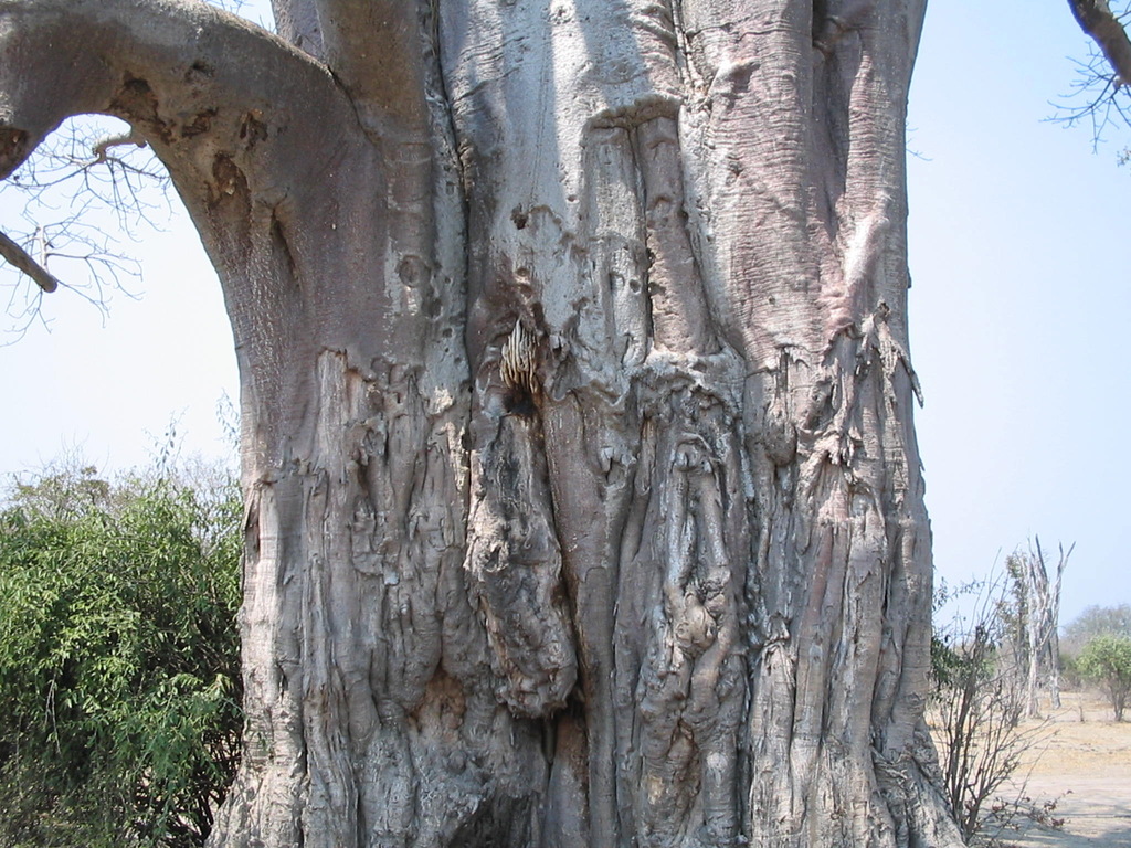 African Honey Bee from Mpika, Zambia on August 26, 2004 at 0737 AM by David McCorquodale. Comb