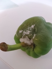 Botrytis