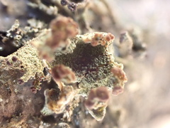 Cladonia grayi