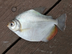 Mylossoma