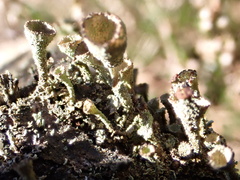 Cladonia grayi