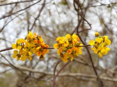 Tetrapterys mexicana