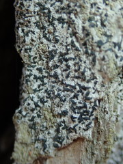 Alyxoria varia